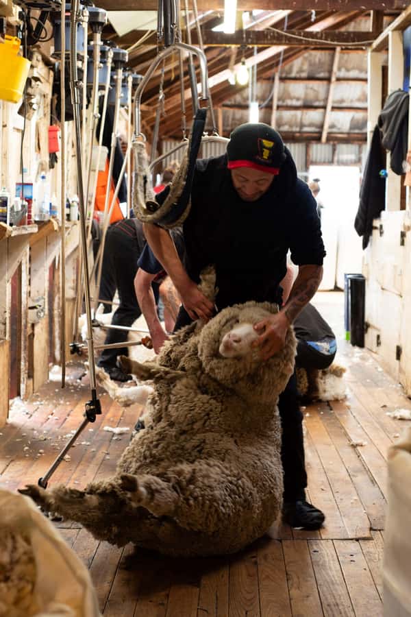 Tekapo: Merino Sheep Shearing and Sheepdog Demonstration - Seeing Merino wool come off in one piece