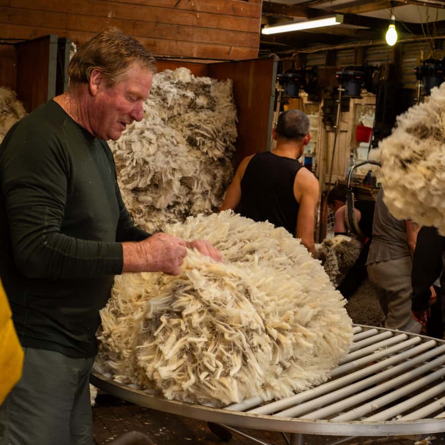 Tekapo: Merino Sheep Shearing and Sheepdog Demonstration - Sheepdogs, whistles, and controlled movement