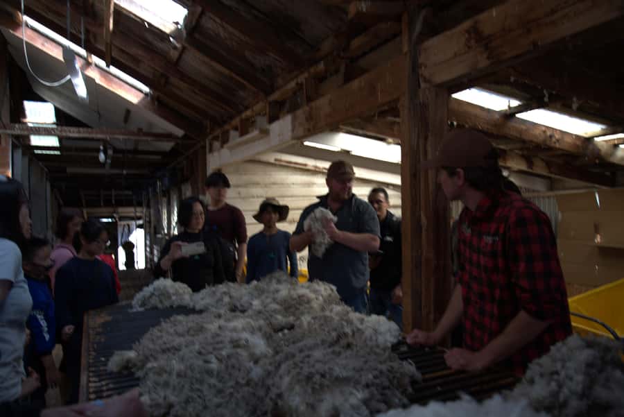 Tekapo: Merino Sheep Shearing and Sheepdog Demonstration - Mt Hay Station and the Lake Tekapo setting