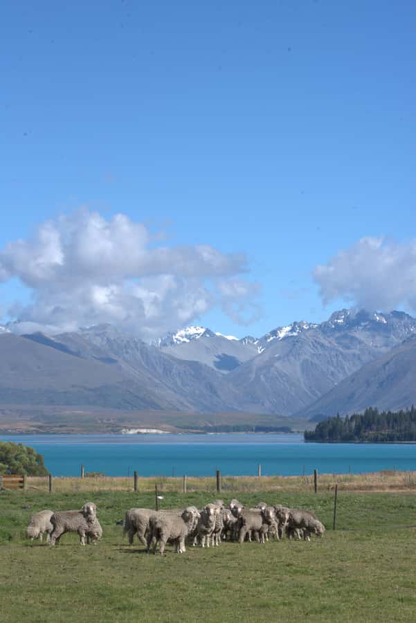 Tekapo: Merino Sheep Shearing and Sheepdog Demonstration - Is $59 a fair price?