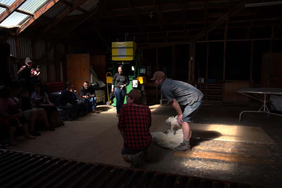 Tekapo: Merino Sheep Shearing and Sheepdog Demonstration - What to wear and bring to the station