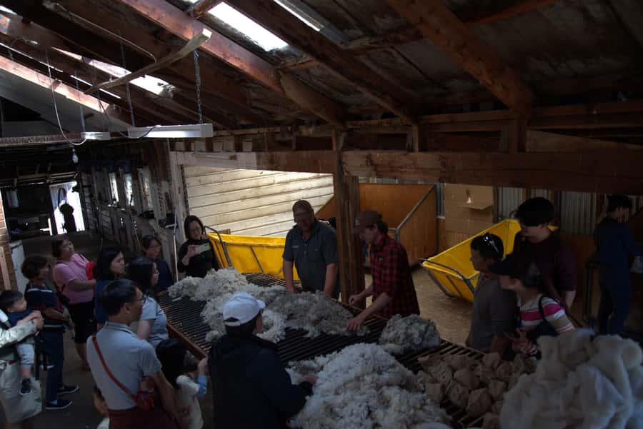Tekapo: Merino Sheep Shearing and Sheepdog Demonstration - Who will enjoy this farm experience most?