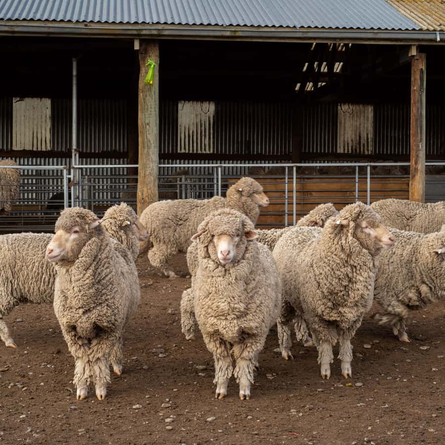 Tekapo: Merino Sheep Shearing and Sheepdog Demonstration - From fleece to packaged wool