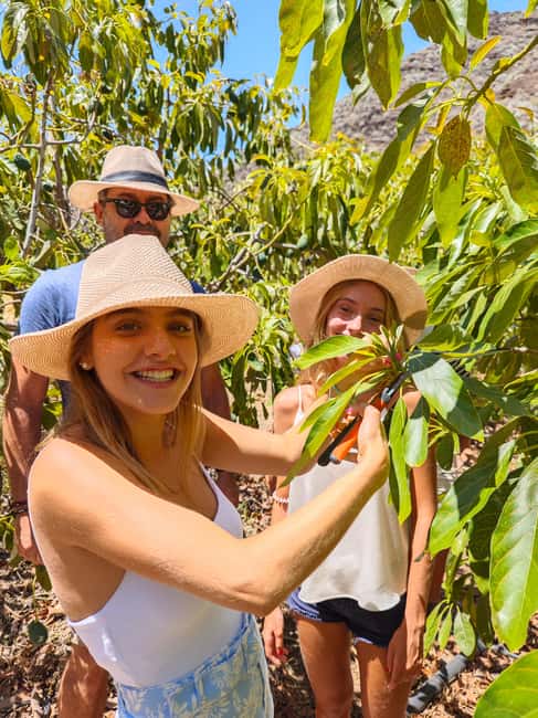 Tenerife: Avocado Farm Tour with Tasting Menu & Wine - Learning the valley’s plants, animals, and past