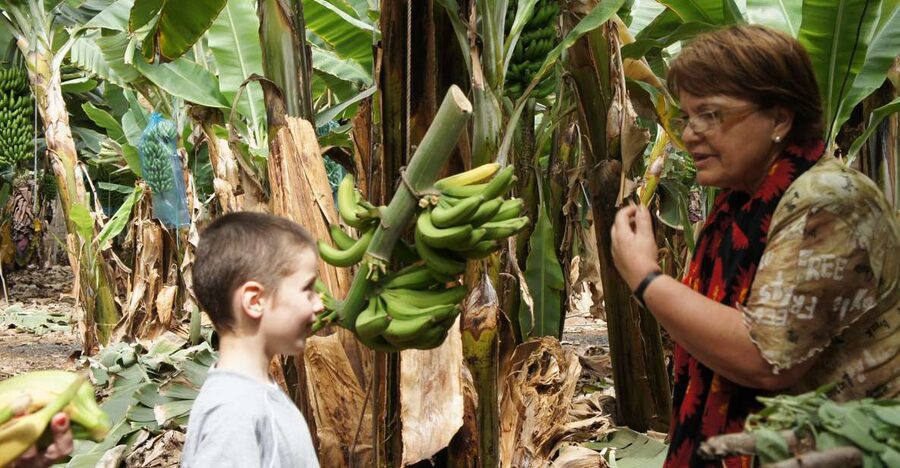 Tenerife: Finca Las Margaritas Banana Plantation Experience - Key points at a glance
