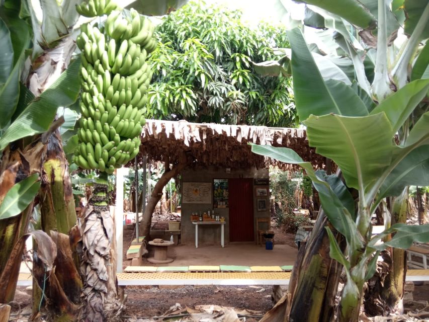 Tenerife: Finca Las Margaritas Banana Plantation Experience - Walking into Tenerife’s banana country