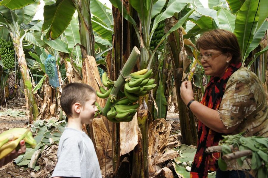 Tenerife: Finca Las Margaritas Banana Plantation Experience - What you learn among the banana plants