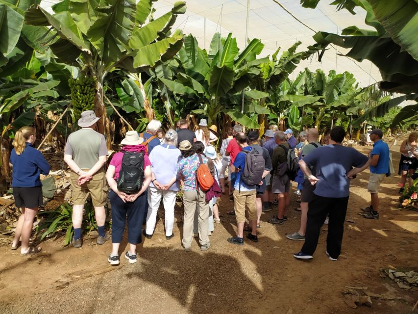 Tenerife: Finca Las Margaritas Banana Plantation Experience - Is $11 good value?