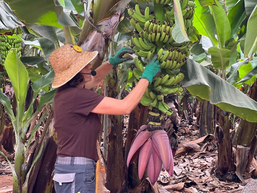 Tenerife: Finca Las Margaritas Banana Plantation Experience - Guided tour or self-guided walk?