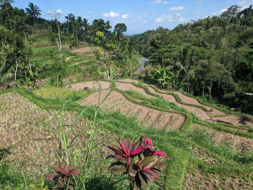 Tetebatu: Privat Tour Rice Terrace, Waterfall, Monkay forest - What $62 gets you