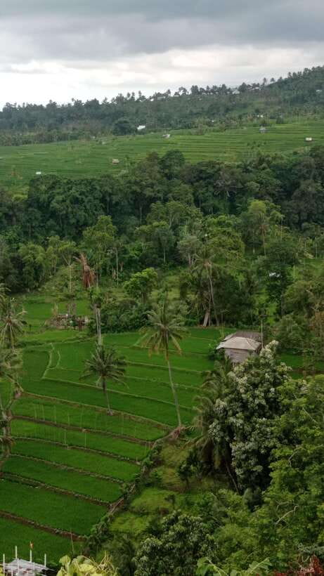Tetebatu: Privat Tour Rice Terrace, Waterfall, Monkay forest - Optional Sukarara weaving stop