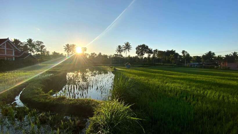 Tetebatu: Privat Tour Rice Terrace, Waterfall, Monkay forest - Walking through rice terraces and plantations