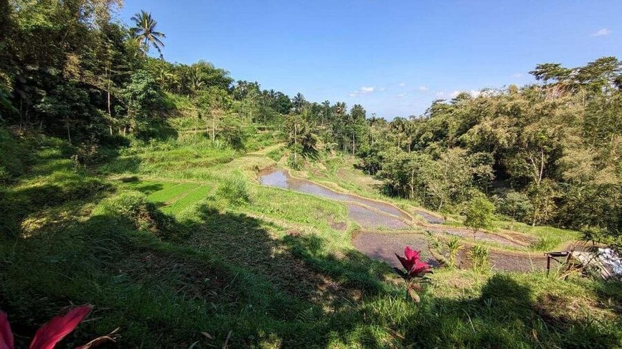 Tetebatu: Privat Tour Rice Terrace, Waterfall, Monkay forest - Sarang Walet Waterfall and a possible swim