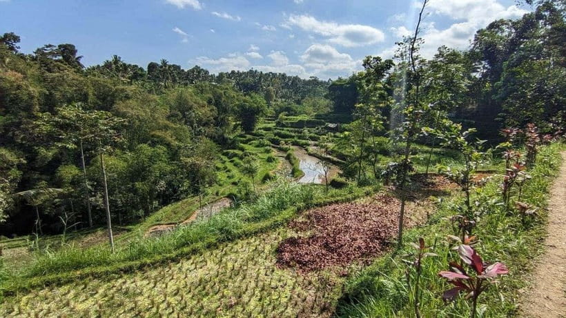 Tetebatu: Privat Tour Rice Terrace, Waterfall, Monkay forest - Monkey forest on Mount Rinjani’s slopes