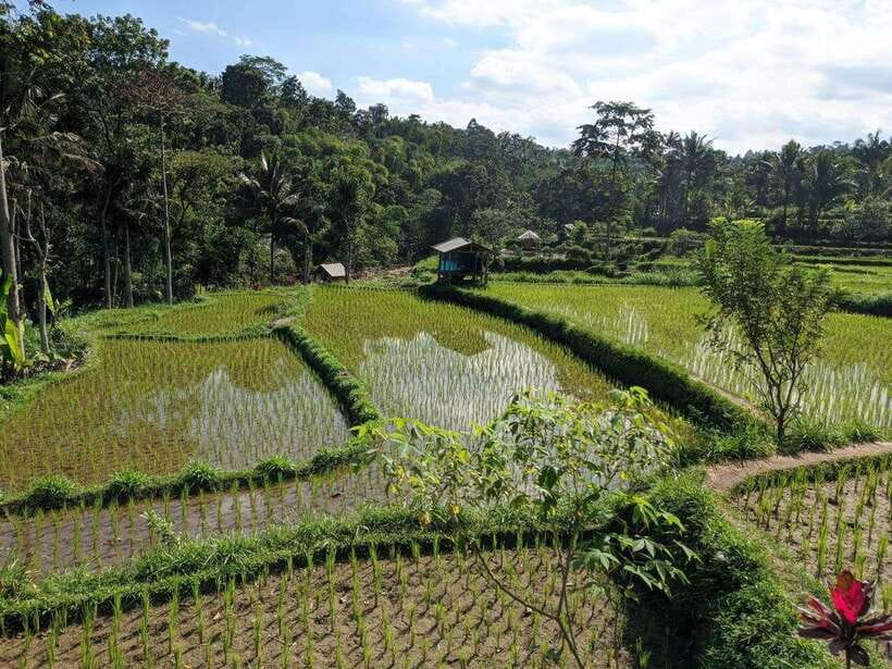 Tetebatu: Privat Tour Rice Terrace, Waterfall, Monkay forest - Mount Rinjani views depend on the weather