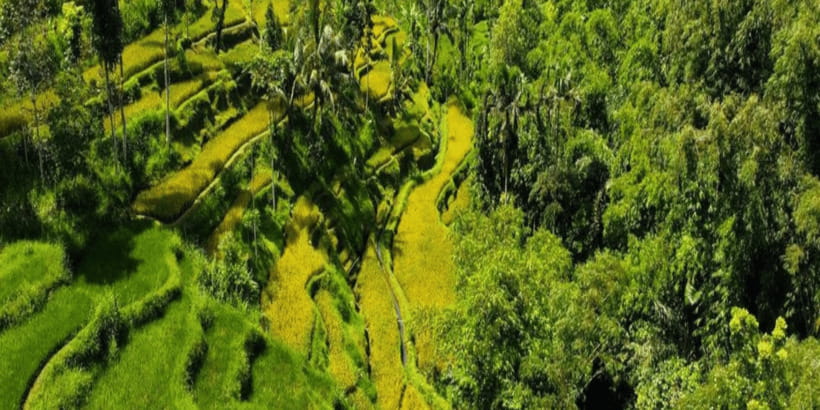 Tetebatu: Rice Fields, Waterfall, & Monkey Forest Day Tour - Why Tetebatu makes a good change from Lombok’s beaches