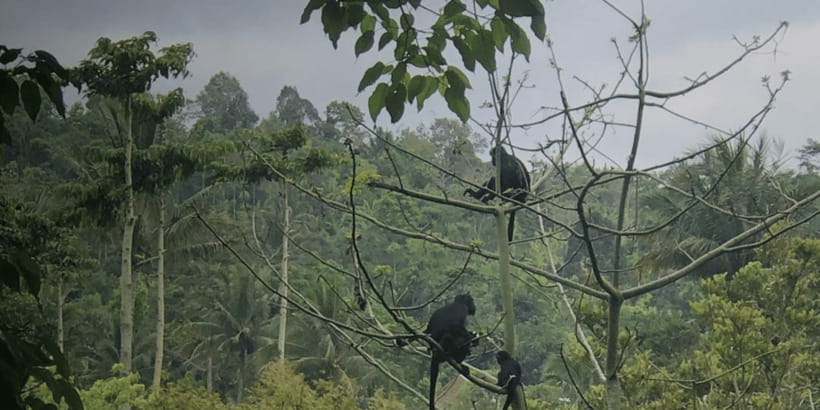 Tetebatu: Rice Fields, Waterfall, & Monkey Forest Day Tour - Walking through the rice terraces