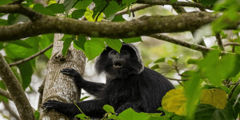Tetebatu: Rice Fields, Waterfall, & Monkey Forest Day Tour - Coffee, coconut oil, and village homes