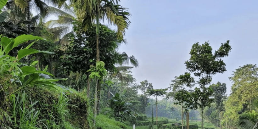 Tetebatu: Rice Fields, Waterfall, & Monkey Forest Day Tour - Is $66 good value?