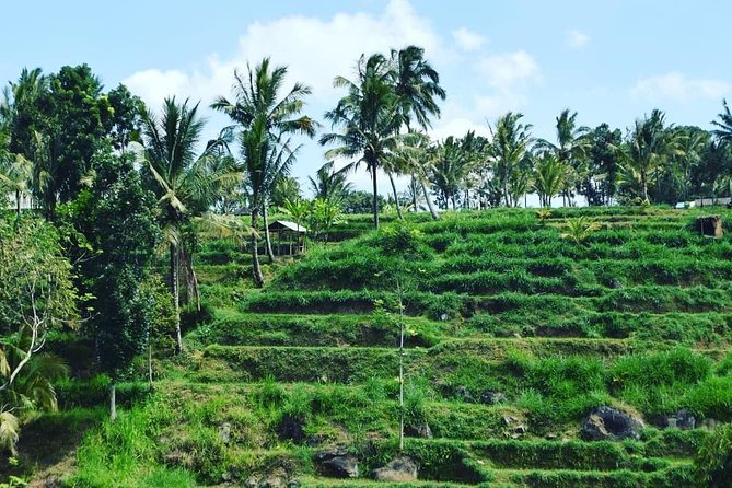 Tetebatu Walking Tour - Rice Terraces, Waterfall & Monkey Forest - Why Tetebatu makes a better walking day than a quick photo stop