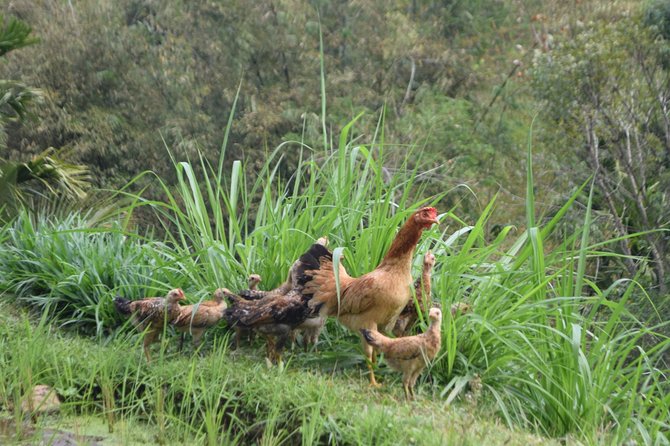 Tetebatu Walking Tour - Rice Terraces, Waterfall & Monkey Forest - Four hours among rice fields and local homes