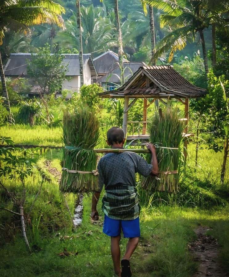 Tetebatu : Waterfall, Rice Fields & Monkey Forest Full day - Key points to know before booking