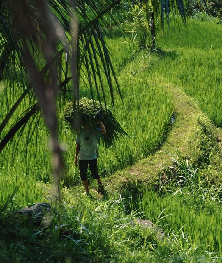 Tetebatu : Waterfall, Rice Fields & Monkey Forest Full day - Why Tetebatu is worth the long ride