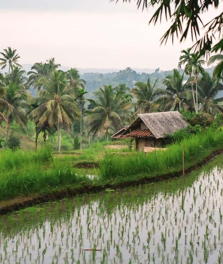 Tetebatu : Waterfall, Rice Fields & Monkey Forest Full day - Local homes, coffee, spices, and sarongs
