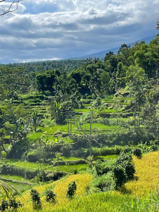 Tetebatu: Waterfalls, Spices, Rice Terrace, Monkey forest - Who will enjoy this Tetebatu day