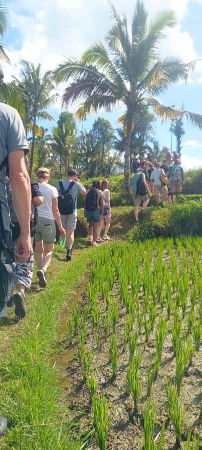 Tetebatu: Waterfalls, Spices, Rice Terrace, Monkey forest - Starting in Tetebatu with a local guide