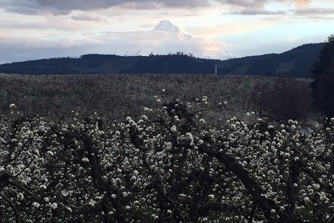 The Hood-Columbia Loop: Timberline, Orchards, and Waterfalls - Rowena Crest and the eastern Gorge