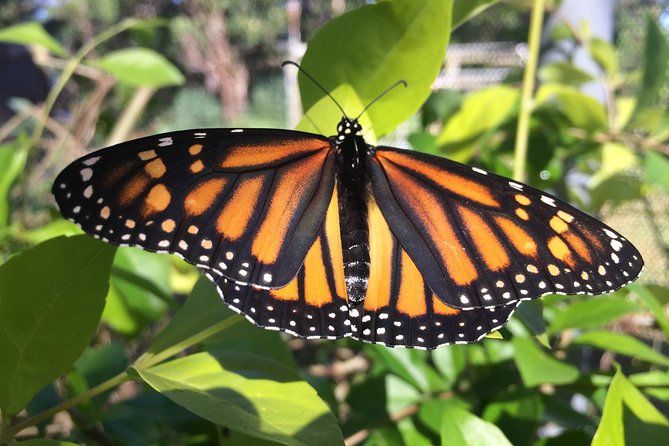 The Maui Butterfly Farm Tour - Key points before you book