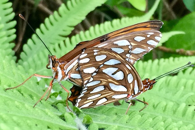 The Maui Butterfly Farm Tour - Inside the Maui Butterfly Farm near Lahaina