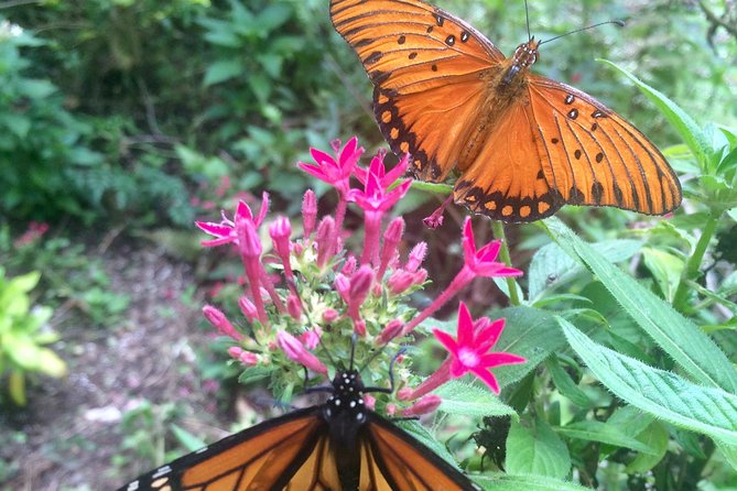 The Maui Butterfly Farm Tour - Caterpillars, praying mantises, and careful handling