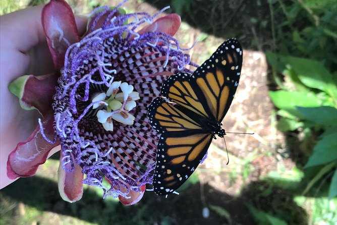 The Maui Butterfly Farm Tour - Why the small group improves the visit