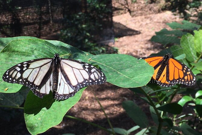 The Maui Butterfly Farm Tour - What $49.99 buys you