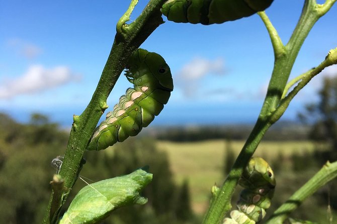 The Maui Butterfly Farm Tour - The 45-minute schedule and Lahaina location