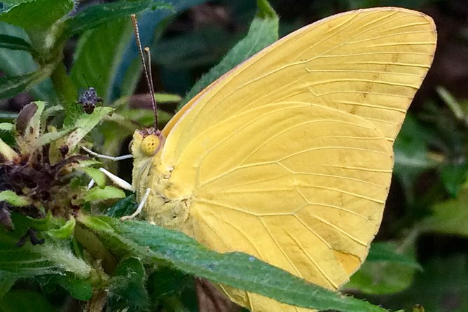 The Maui Butterfly Farm Tour - Who will enjoy this most