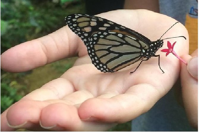 The Maui Butterfly Farm Tour - From eggs to caterpillars and wings