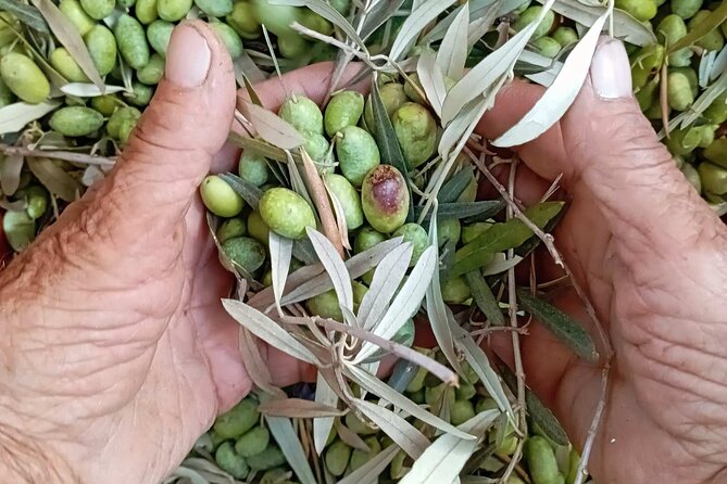 The Olive Oil Experience @ Lefkada Micro Farm - A farm visit built around the real taste of olive oil