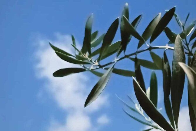 The Olive Oil Experience @ Lefkada Micro Farm - The garden adds a hands-on touch