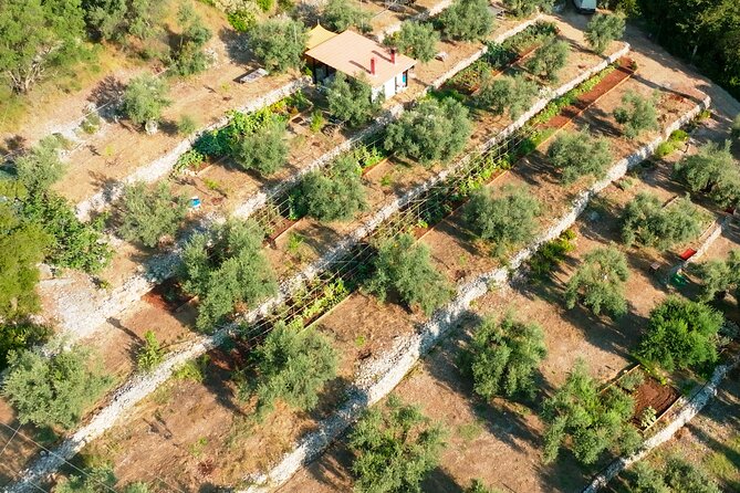 The Olive Oil Experience @ Lefkada Micro Farm - The Olive Oil ABC you can use at home