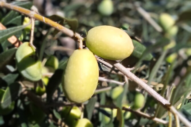 The Olive Oil Experience @ Lefkada Micro Farm - Why the $62.48 price may or may not feel right