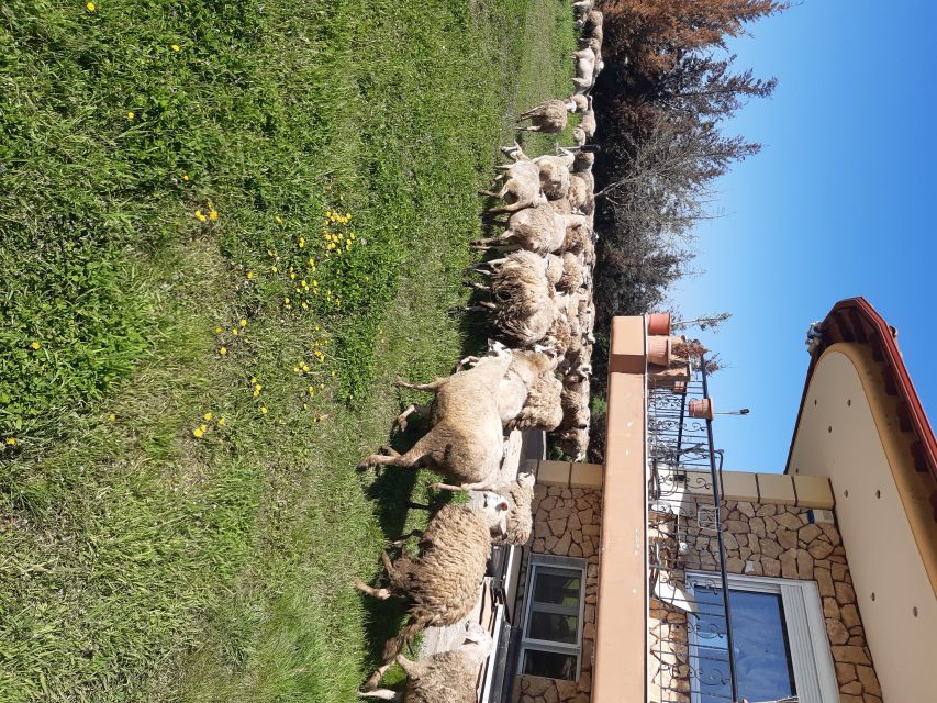 Thessaloniki:Greek Cooking Class and Meal at a Farm A - Sitting down to the meal you made