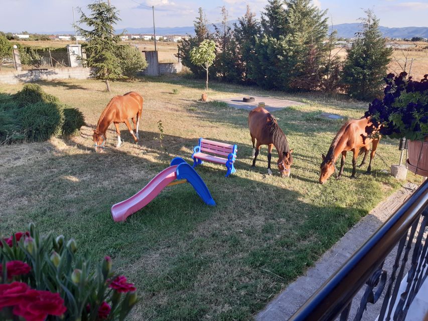 Thessaloniki:Greek Cooking Class and Meal at a Farm A - Practical planning before you book