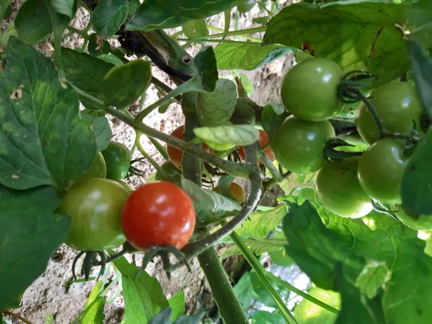 Thessaloniki:Greek Cooking Class and Meal at a Farm A - Who will enjoy this farm cooking day