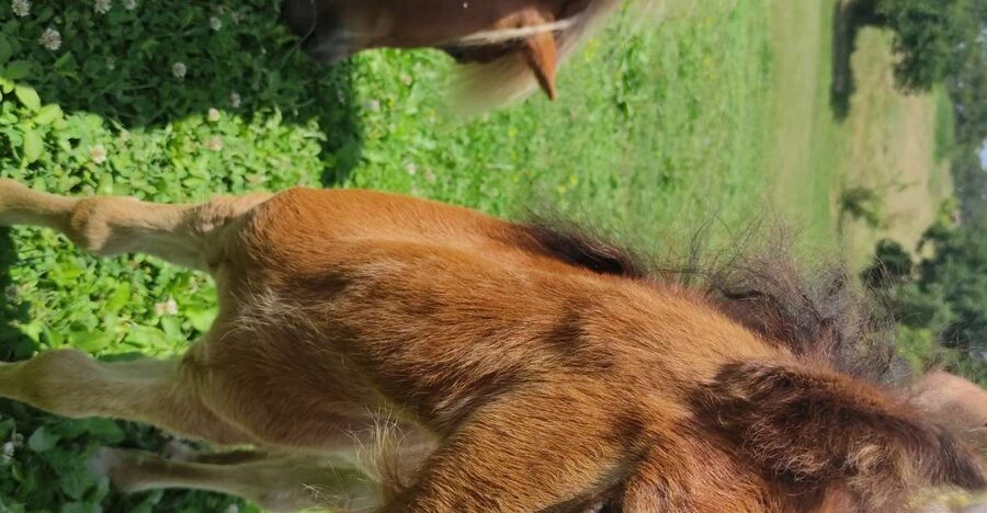 Thessaloniki:Horse Riding in a farm - Meeting Dora and getting to know the horses