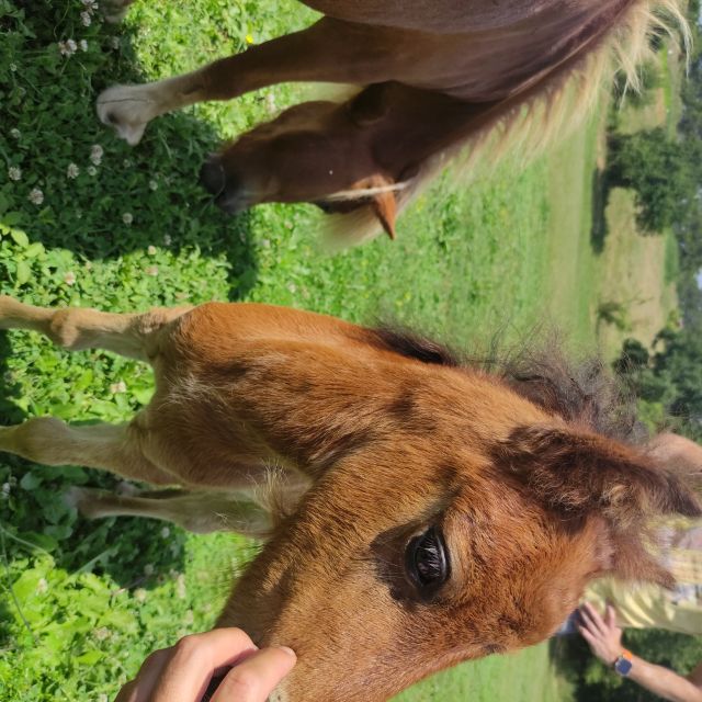 Thessaloniki:Horse Riding in a farm - Food, drinks, and the three-hour schedule