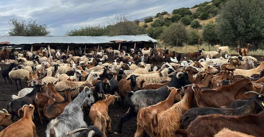 Thessaloniki: Visit a Farm and a traditional Village - What the strongest praise tells you