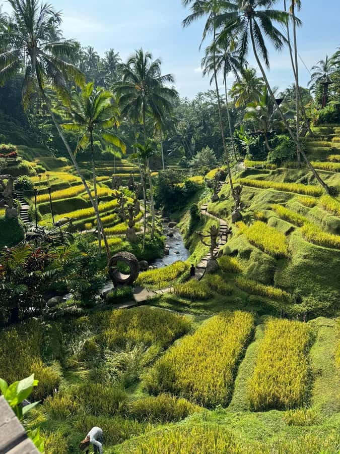 Tirta Empul: Highlights Tour with Cleansing & Rice Terrace - Morning pickup from Ubud and the value of a private car